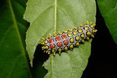 Cyclosia papilionaris