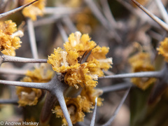 Euphorbia schinzii