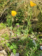 Eschscholzia californica