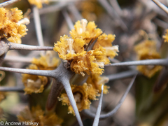 Euphorbia schinzii