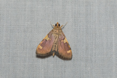 Rehimena phrynealis