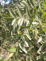 Pistacia atlantica