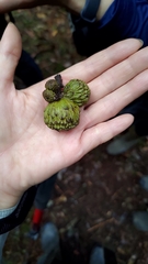 Lithocarpus amygdalifolius