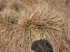 Cortaderia selloana