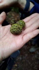 Lithocarpus amygdalifolius