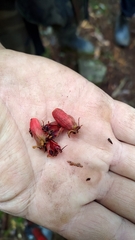Loranthaceae