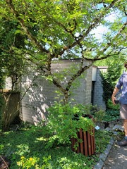 Zanthoxylum bungeanum