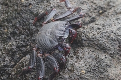 Grapsus adscensionis