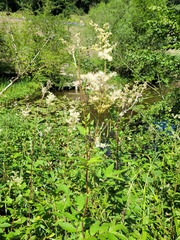 Filipendula ulmaria