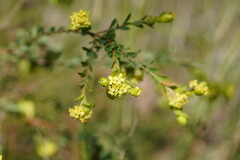 Pimelea flava flava