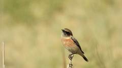 Saxicola maurus
