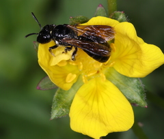 Ceratina cucurbitina