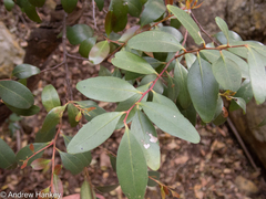 Pterocelastrus echinatus