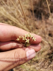 Kohautia amatymbica