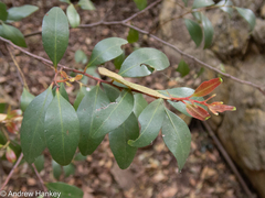 Pterocelastrus echinatus