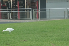 Bubulcus ibis