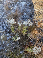 Anaphalis margaritacea