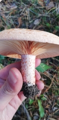Lactarius deliciosus