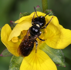 Ceratina cucurbitina