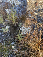 Anaphalis margaritacea