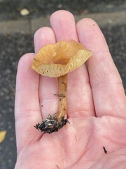 Rhodocollybia butyracea