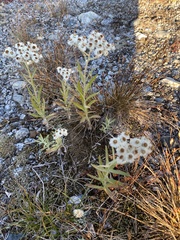 Anaphalis margaritacea