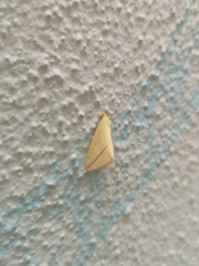 Rhodometra sacraria
