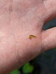 Acentropinae