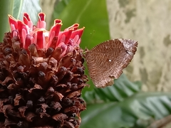 Elymnias hypermnestra