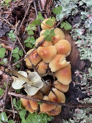 Hypholoma fasciculare