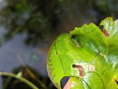 Acentropinae