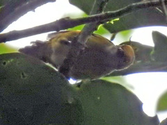 Tangara icterocephala