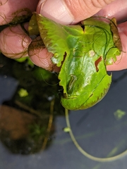 Acentropinae