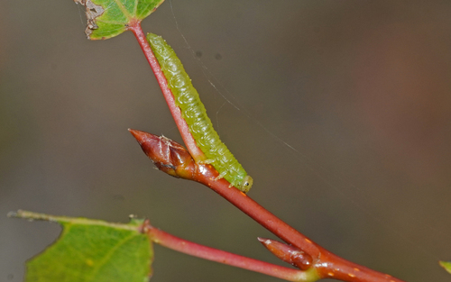 Euura nigricornis