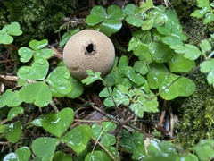 Apioperdon pyriforme