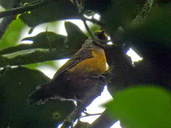 Tangara icterocephala