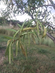 Prunus amygdalus