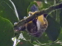 Tangara icterocephala