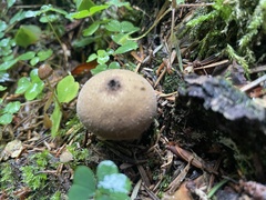 Apioperdon pyriforme