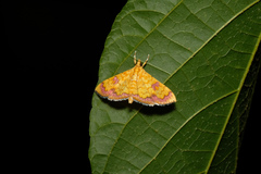 Isocentris filalis