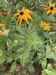 Rudbeckia fulgida