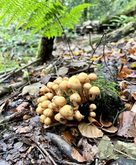 Desarmillaria tabescens