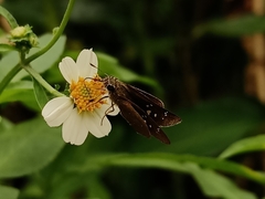 Borbo cinnara