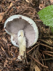 Stropharia aeruginosa