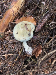 Stropharia aeruginosa