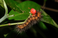 Spilarctia subcarnea