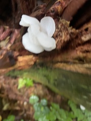 Pseudohydnum gelatinosum