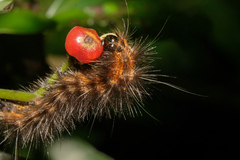 Spilarctia subcarnea