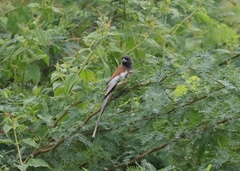 Dendrocitta vagabunda