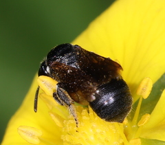 Ceratina cucurbitina